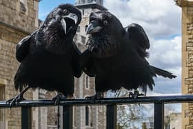 Ravens at the Tower of London