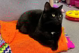 Pumpkin is looking for a forever home in London