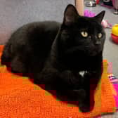 Pumpkin is looking for a forever home in London