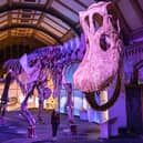 Visit the Natural History Museum in London this half term