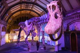 Visit the Natural History Museum in London this half term