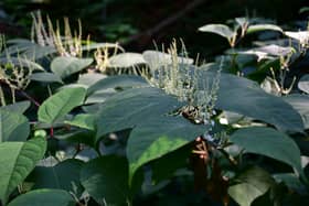 The rapid spread of Japanese knotweed is creating a crisis across the UK
