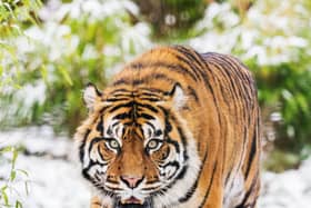 Tigers in the snow at West Midlands Safari Park.