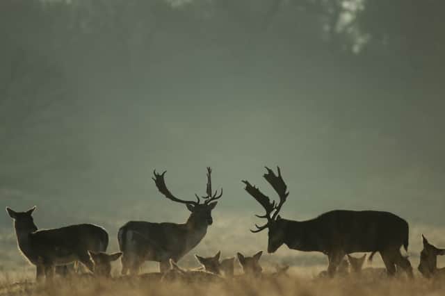 Winter is the perfect time to spot the deer at Richmond Park