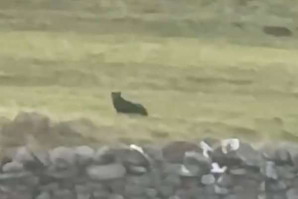 Footage shows a suspected big cat sitting in a field near the town of Askrigg, North Yorkshire.