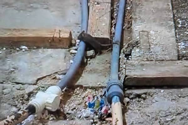 A Croydon woman has told of the disgusting mouse infestation she has had in her council house
