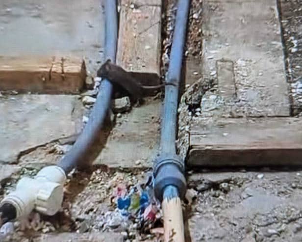 A Croydon woman has told of the disgusting mouse infestation she has had in her council house