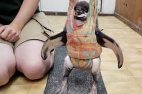Flop the Humboldt penguin in the baby bouncer.