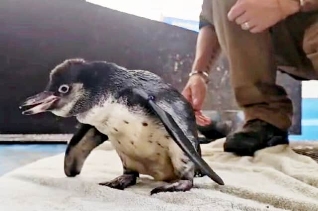 Flop the Humboldt penguin.