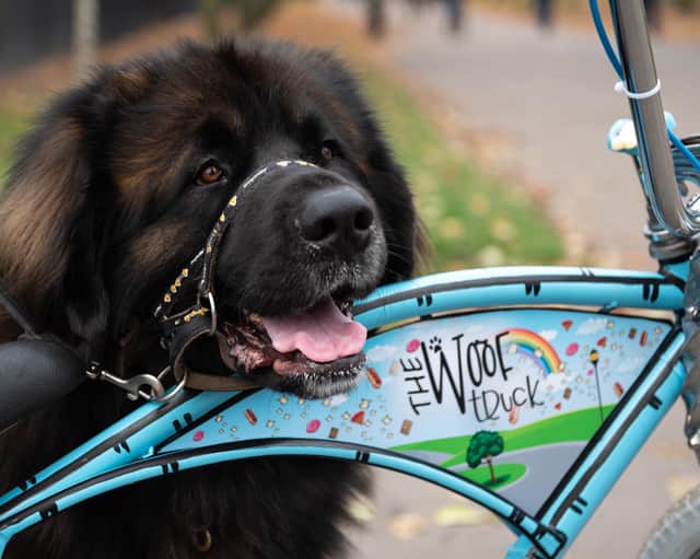 A cute fluffy dog waits for his treats at The Woof Truck