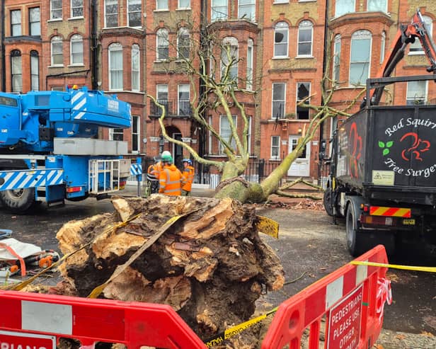 The tree that fell in Old Brompton Road, west London Dec 8 2024
