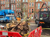 The tree that fell in Old Brompton Road, west London Dec 8 2024