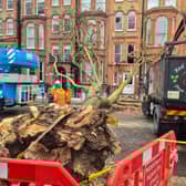 The tree that fell in Old Brompton Road, west London Dec 8 2024