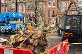 The tree that fell in Old Brompton Road, west London Dec 8 2024