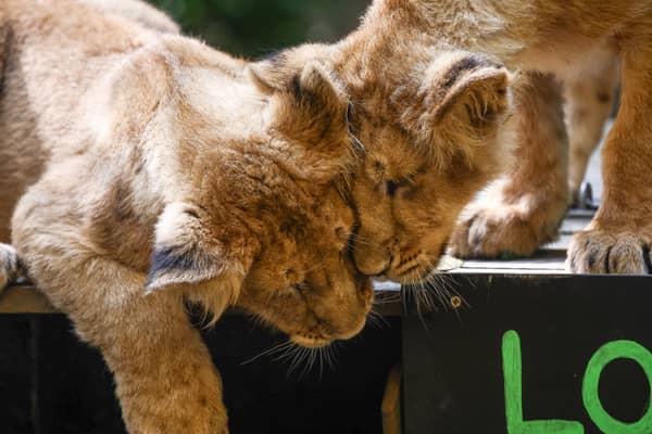 Treat the family to a trip to London Zoo