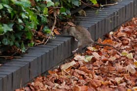 Despite it being freezing cold when the LDRS visited Angel Lane in November, around 20 rats were spotted in the space of an hour