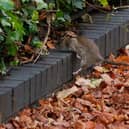 Despite it being freezing cold when the LDRS visited Angel Lane in November, around 20 rats were spotted in the space of an hour