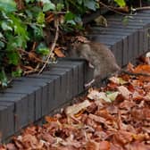 Despite it being freezing cold when the LDRS visited Angel Lane in November, around 20 rats were spotted in the space of an hour