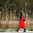 Blow off the Christmas cobwebs with a New Year's Day walk through St James' Park in London