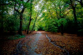 Epping Forest is known for being haunted