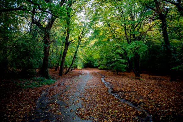Epping Forest is known for being haunted