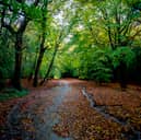 Epping Forest is known for being haunted