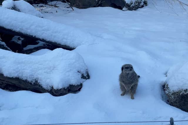 A meerkat enjoying the snow at Knowsley Safari