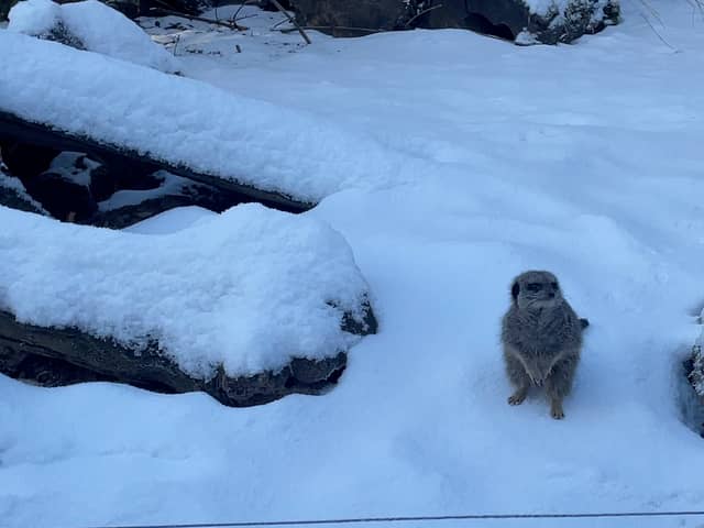 A meerkat enjoying the snow at Knowsley Safari.