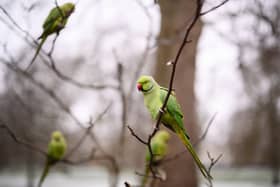 Have you ever wondered where London's parakeets came from?