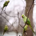 Have you ever wondered where London's parakeets came from?