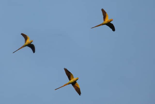 Parakeets fly to roost in Richmond Park