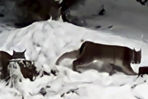 Lynx spotted in the Cairngorms National Park