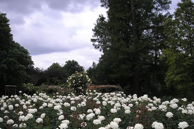 Queen Mary's Gardens , Regent’s Park