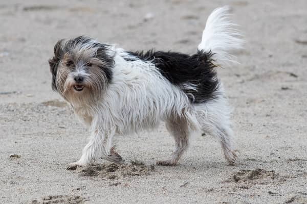 These are the six most common health conditions in pets and the steps you can take to protect them. 