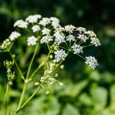 Hemlock roots are poisonous to both animals and humans.