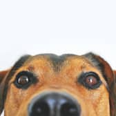 The flowers and plants you should avoid giving pet owners this Valentine’s Day.