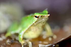 Darwin's frogs at London Zoo