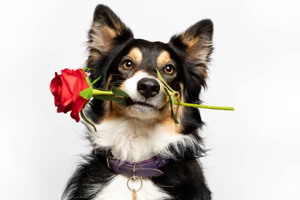 The survey was commissioned by The Kennel Club ahead of Crufts next month