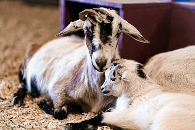 Here is our guide to London's best petting zoos and farms