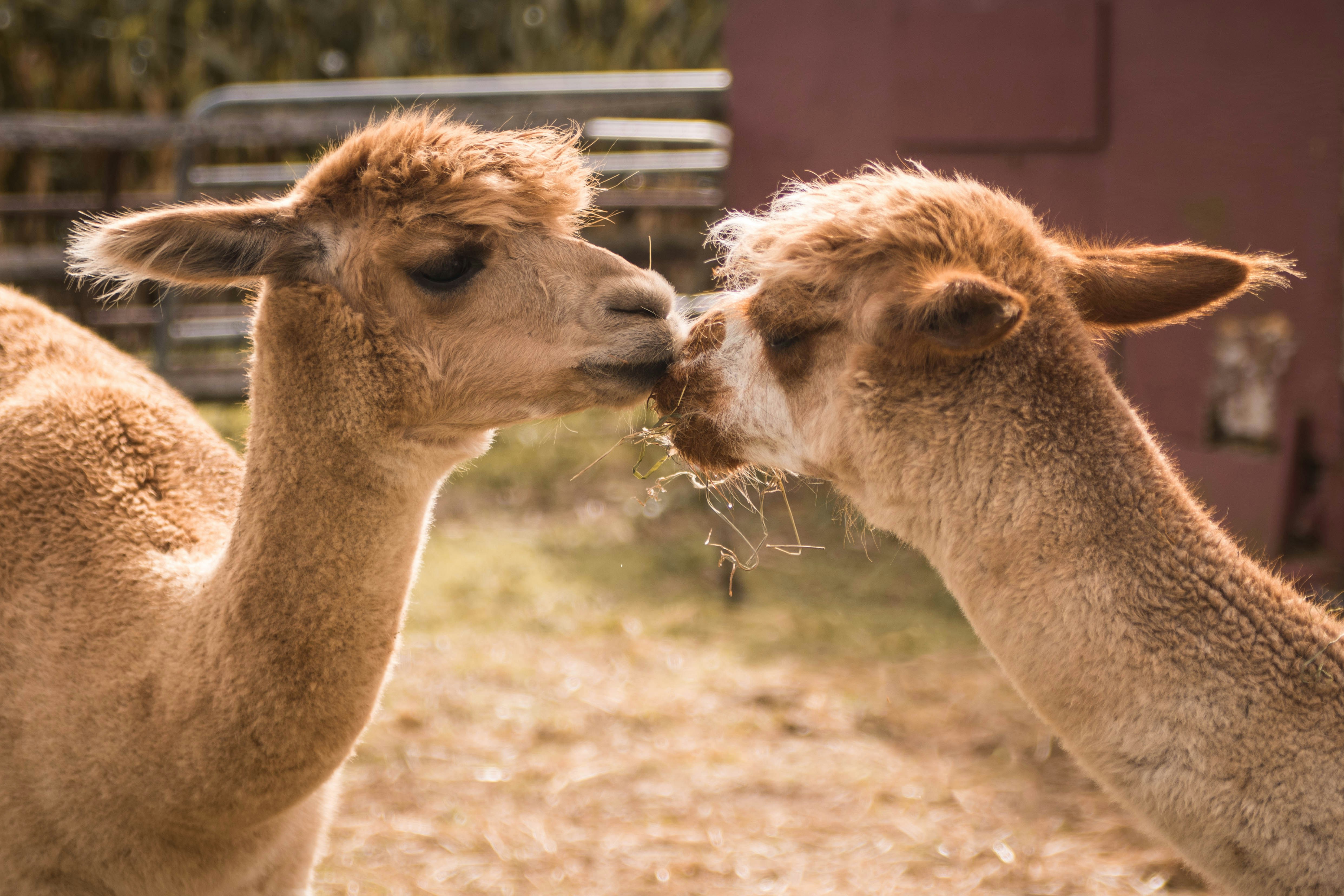 Escape The City: Lubbock Petting Zoos For A Relaxing Day - l5vxa45