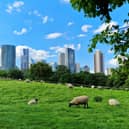 Madchute Farm in London is home to many fluffy sheep! 