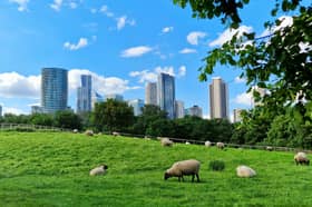 Madchute Farm in London is home to many fluffy sheep! 