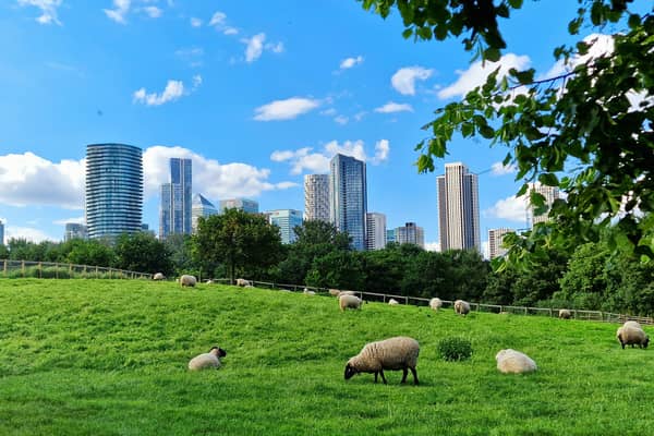 Madchute Farm in London is home to many fluffy sheep! 
