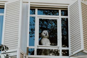 Dogs can sometimes become distressed when they are left alone for too long.