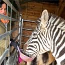 Bev Griffiths and Ziggy the zebra.