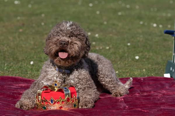 Lagotto Romagnolo Savvy at the launch of Crufts 2025