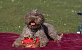 Lagotto Romagnolo Savvy at the launch of Crufts 2025