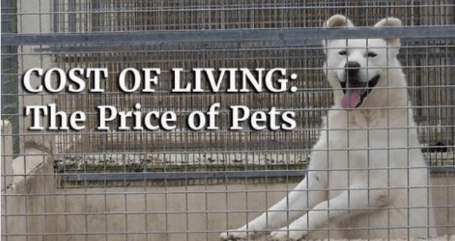 Price of Pets thumbnail image