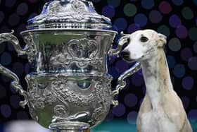 Miuccia, a whippet, poses beside the trophy after winning the title for Best In Show at Crufts.