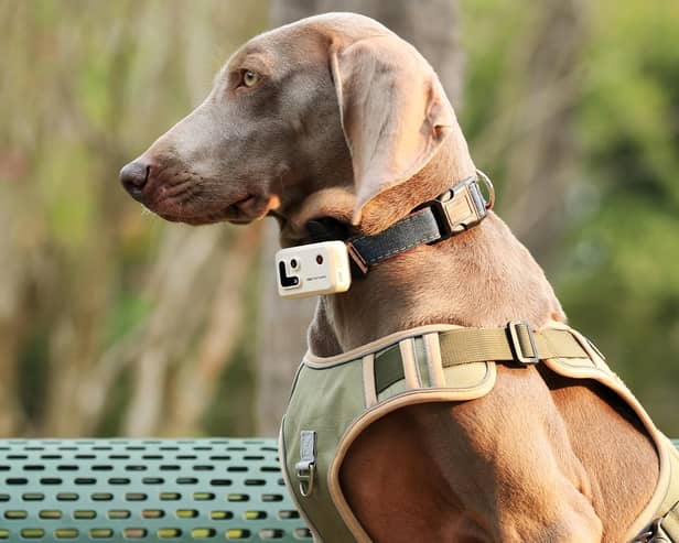 The Rola PetTracker clamps to a collar and connects to your smartphone